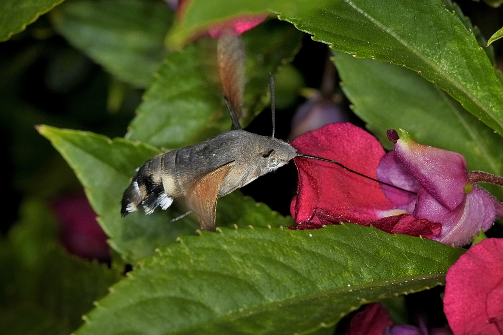 Macroglossum stellatarum